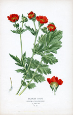 SCARLET AVENS