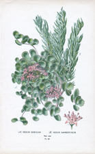 SEDUM SIEBOLDII