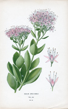 SEDUM SPECATBILE