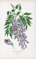 WISTARIA SINENSIS