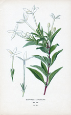 BOUVARDIA LONGIFLORA