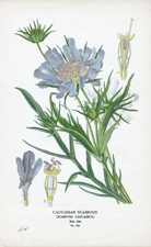 CAUCASIAN SCABIOUS