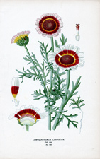 CHRYSANTHEMUM CARINATUM