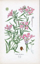 CLARKIA PULCHELLA