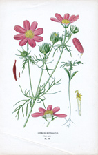 COSMOS BIPINNATUS