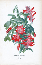 EPIPHYLLUM TRUNCATUM