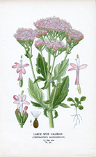 LARGE SPUR VALERIAN