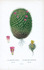 MAMILLARIA PUSILLA