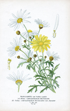 MARGUERITE OR PARIS DAISY