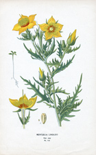 MENTZELIA LINDLEYI