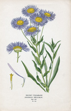 SHOWY FLEABANE