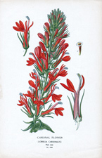 CARDINAL FLOWER