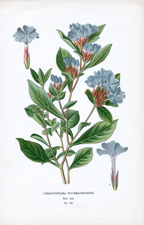 CERATOSTIGMA PLUMBAGINOIDES