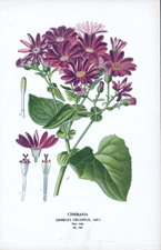 CINERARIA