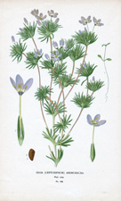 GILIA (LEPTOSIPHON) ANDROSACEA