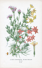 GILIA CORONOPIFOLIA