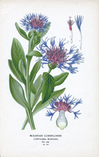 MOUNTAIN CORNFLOWER