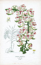 AERIDES LAWRENCEAE