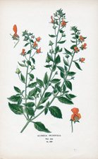 ALONSOA INCISIFOLIA