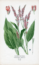 EASTERN KNOTWEED