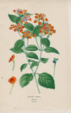 LANTANA CAMARA