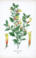 LIBONIA FLORIBUNDA