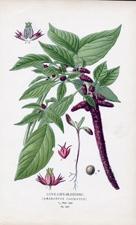 LOVE-LIES-BLEEDING