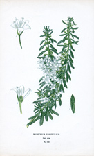 MYOPORUM PARVIFLORUM