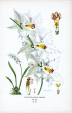 ODONTOGLOSSUM DENTATA