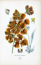 ONCIDIUM FORBESII