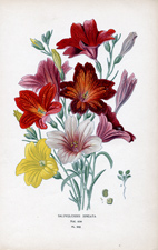 SALPIGLOSSIS SINUATA