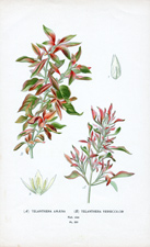 TELANTHERA AMAENA