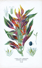 VARIEGATED AMARANTH