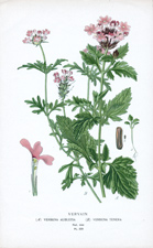 VERVAIN