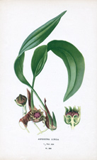 ASPIDISTRA LURIDA