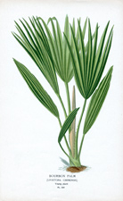 BOURBON PALM