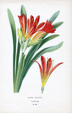 CLIVIA MINIATA