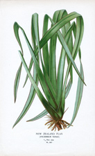 NEW ZEALAND FLAX