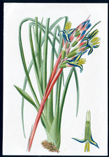 ANTIQUE BOTANICAL PRINT BY BERGERON HERINCQ