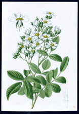 ANTIQUE BOTANICAL PRINT BY BERGERON HERINCQ