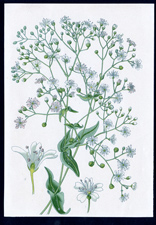 ANTIQUE BOTANICAL PRINT BY BERGERON HERINCQ