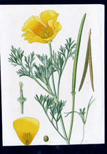 ANTIQUE BOTANICAL PRINT BY BERGERON HERINCQ