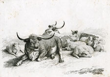 Howitt etching of cows and sheep lying down
