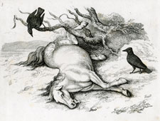 Howitt etching of dead horse and ravens