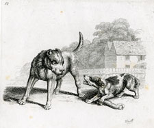 Hewitt etching: two dogs fighting over a bone