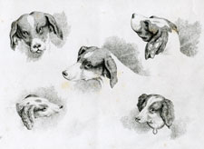 Howitt etching of dogs' heads