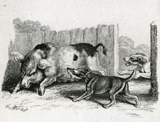 Samuel Howitt etching of dogs chasing pig, hog
