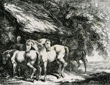 Howitt etching of horses