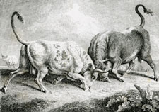 Howitt etching steers locking horns, fighting