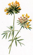 Kidney-Vetch